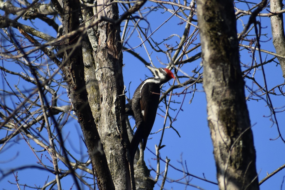 hvitbrynsvartspett - ML646848929