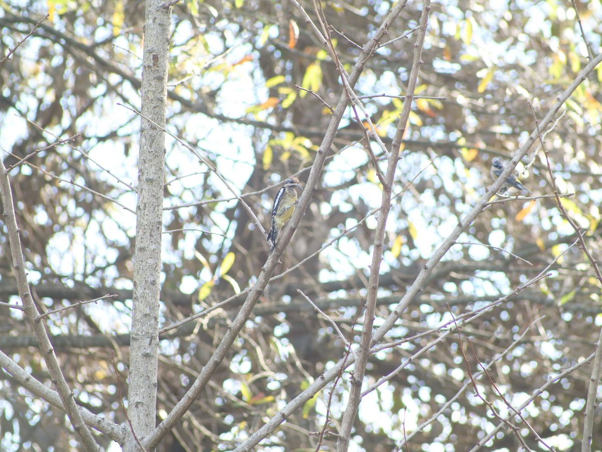 kanadasevjespett - ML646848930