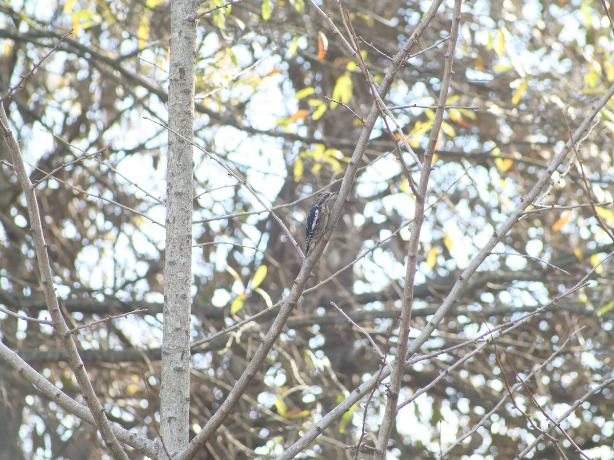 kanadasevjespett - ML646848931