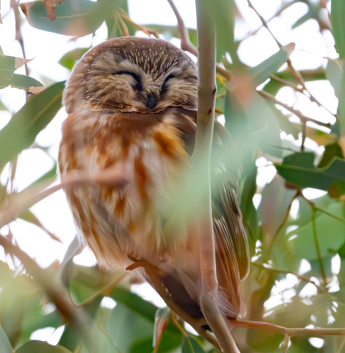 Northern Saw-whet Owl - ML646848932