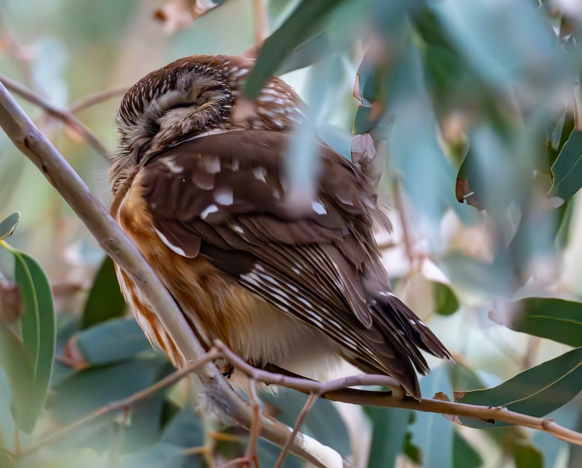 Northern Saw-whet Owl - ML646848933