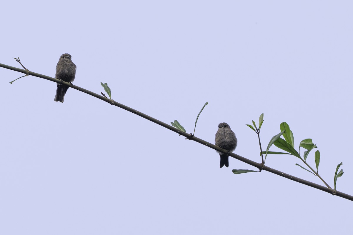 koksfluesnapper - ML646848935