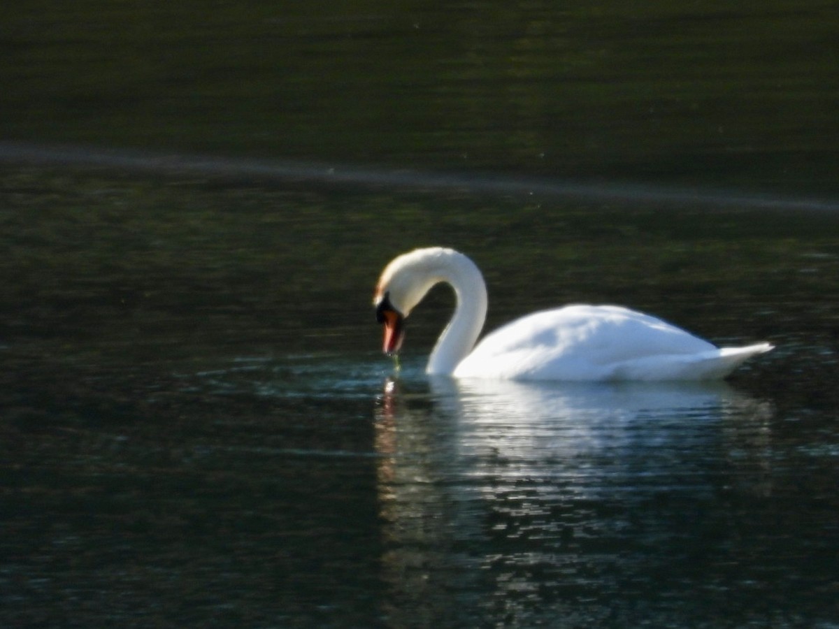 knoppsvane - ML646848936