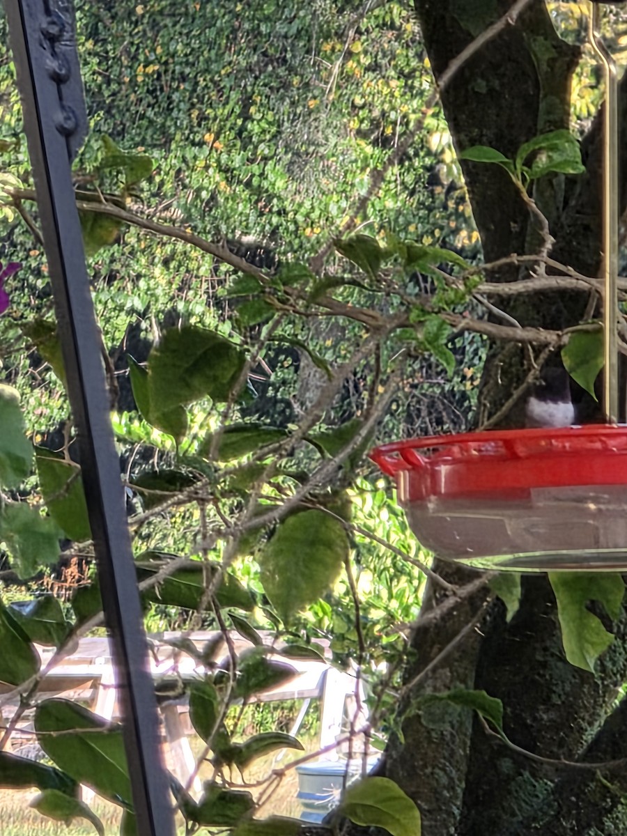 Black-chinned Hummingbird - ML646848937