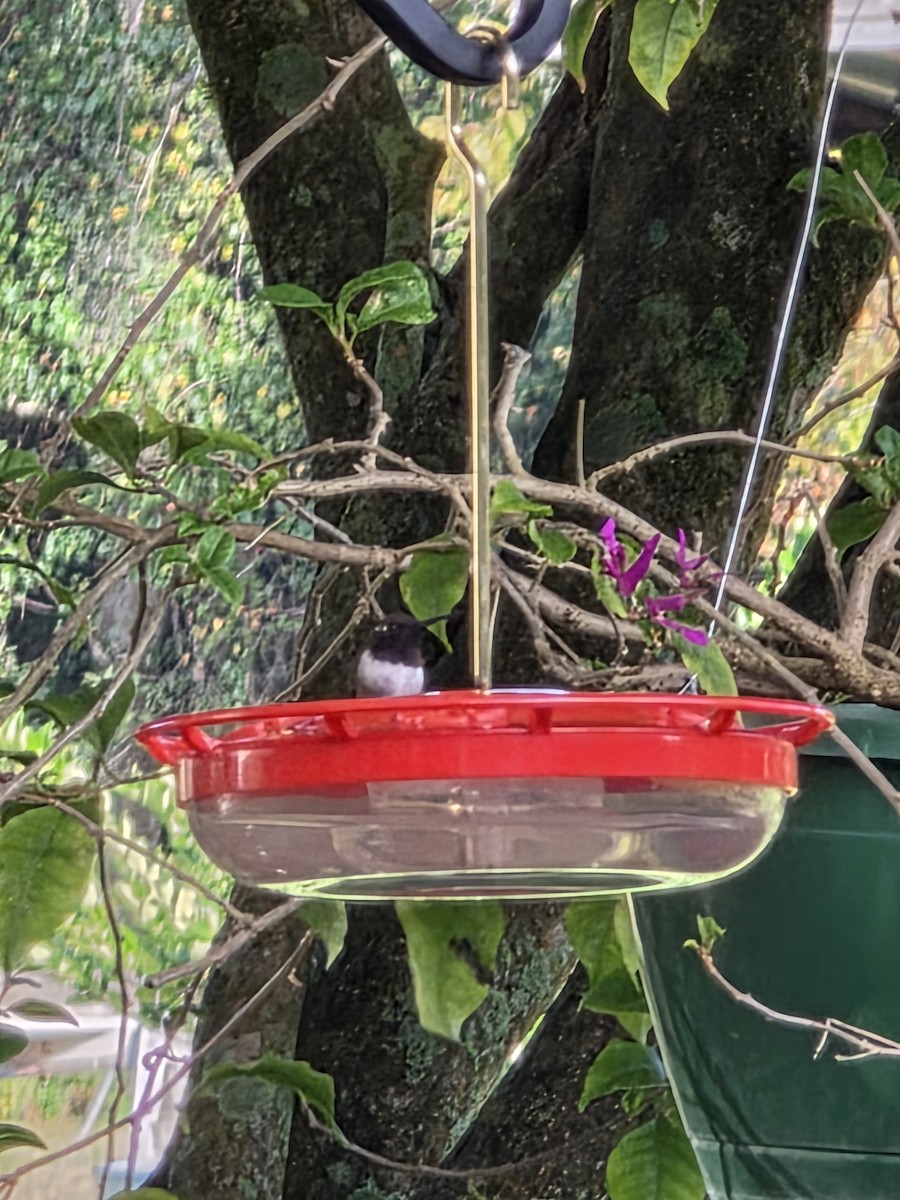 Black-chinned Hummingbird - ML646848938