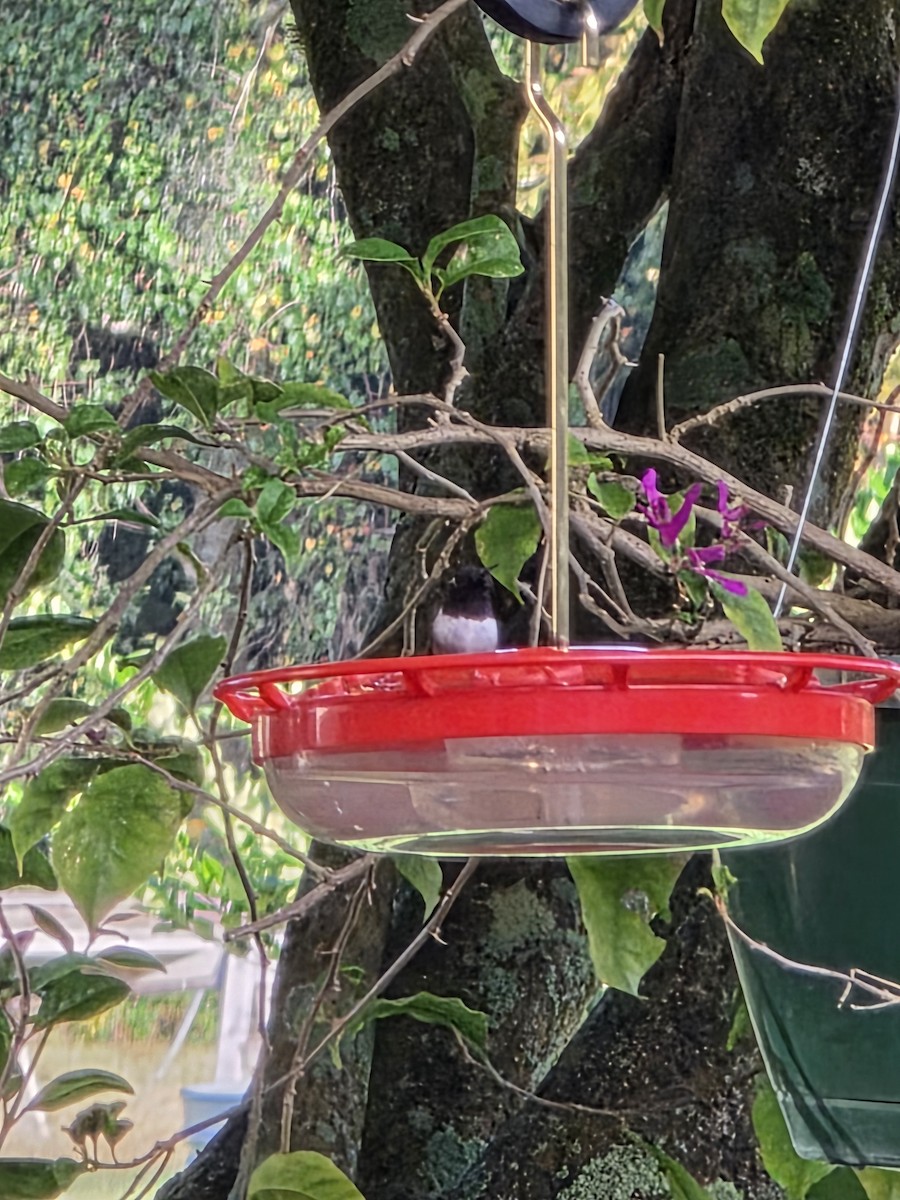 Black-chinned Hummingbird - ML646848939