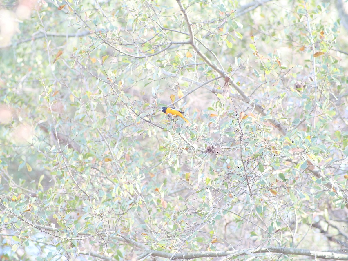 lundtrupial - ML646848940