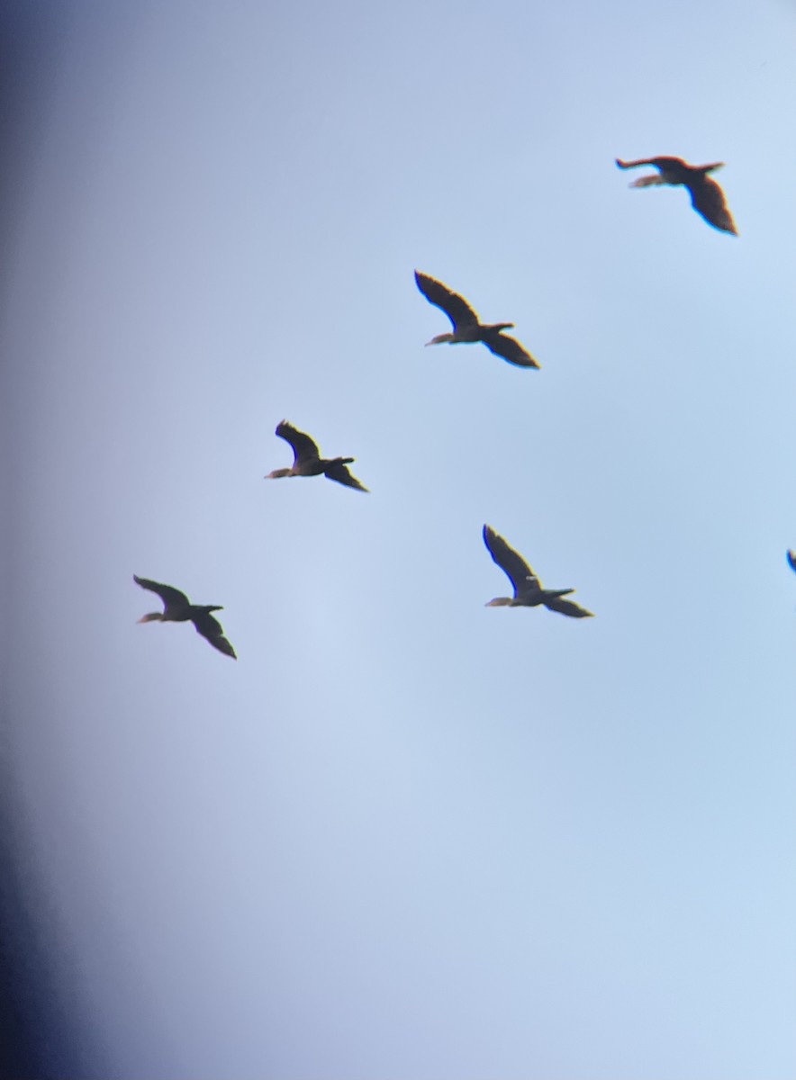 totoppskarv - ML646848951