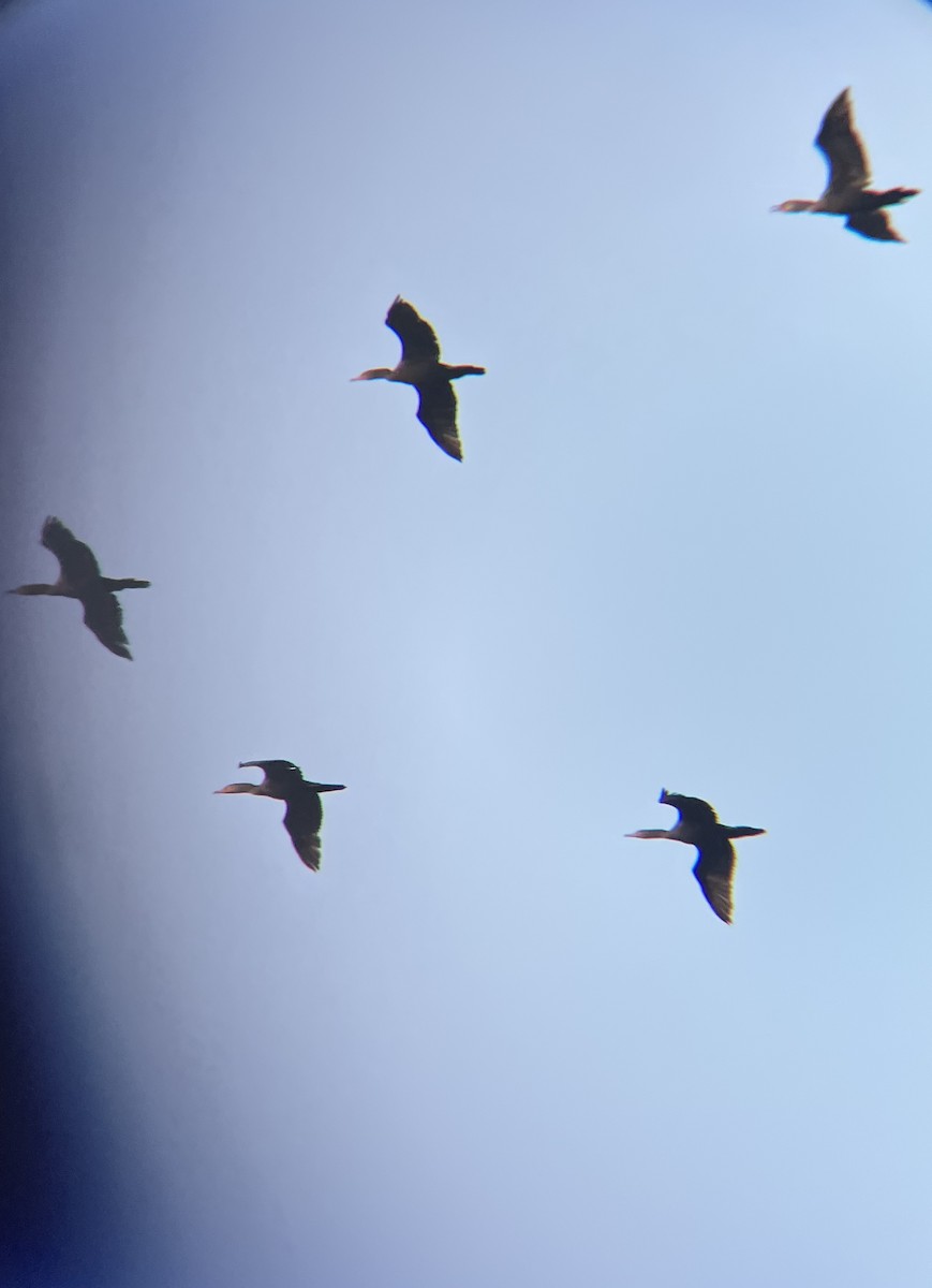 totoppskarv - ML646848952