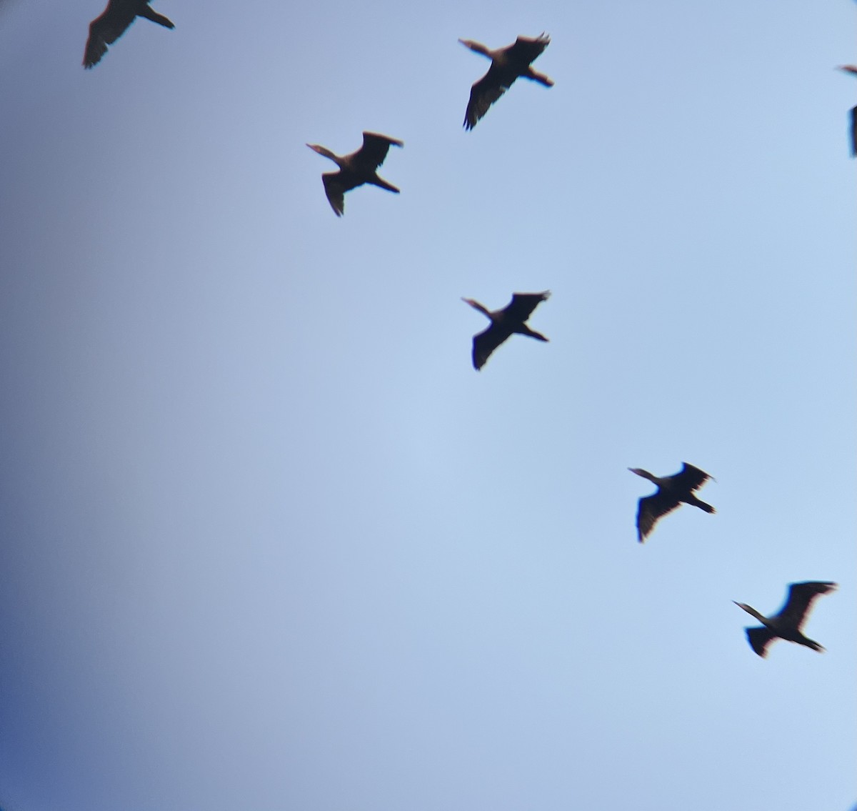 totoppskarv - ML646848954