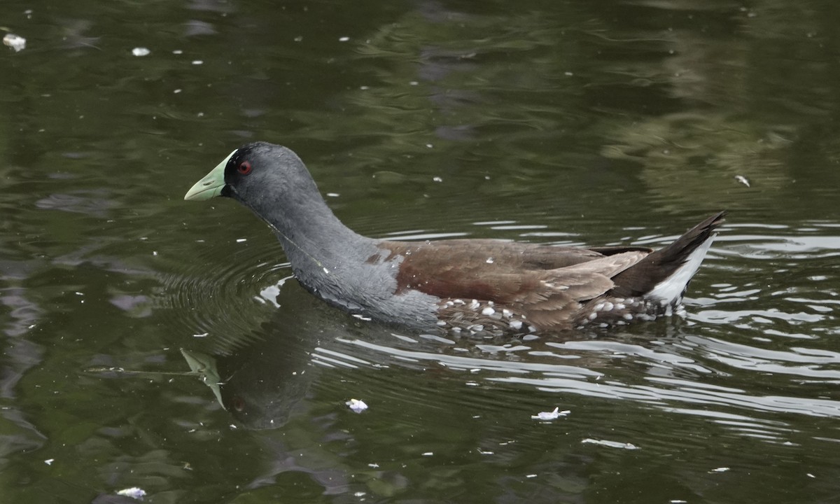 flekksivhøne - ML646848959