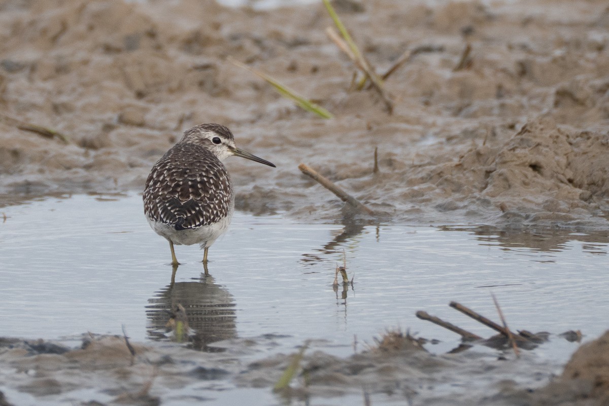 grønnstilk - ML646848961