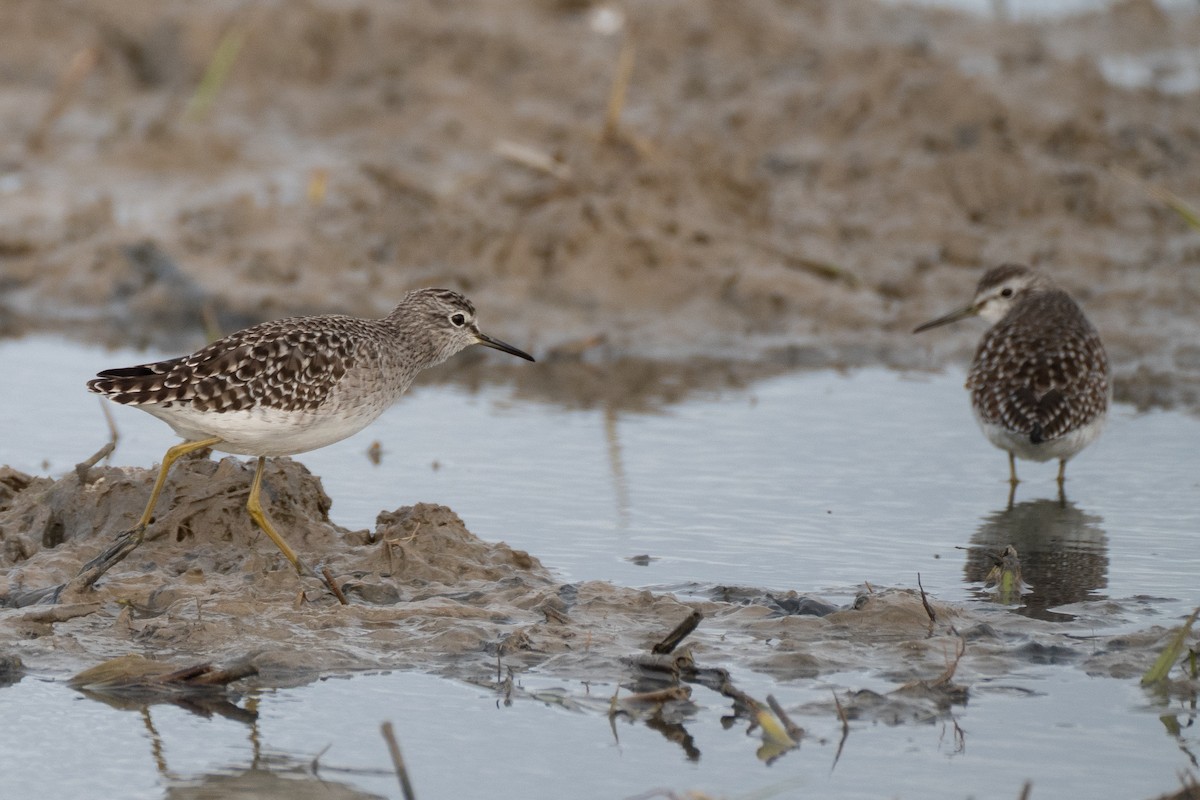 grønnstilk - ML646848962