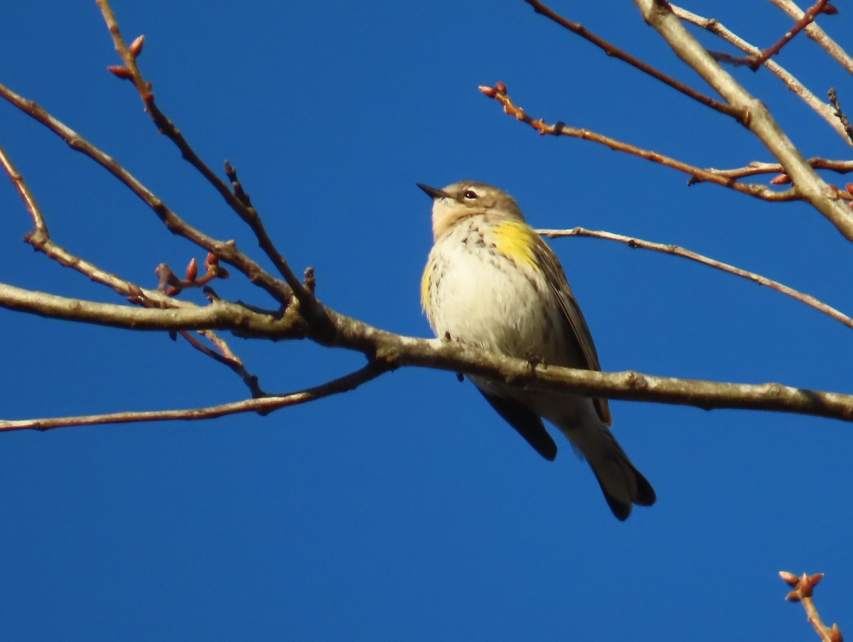 myrteparula - ML646848963