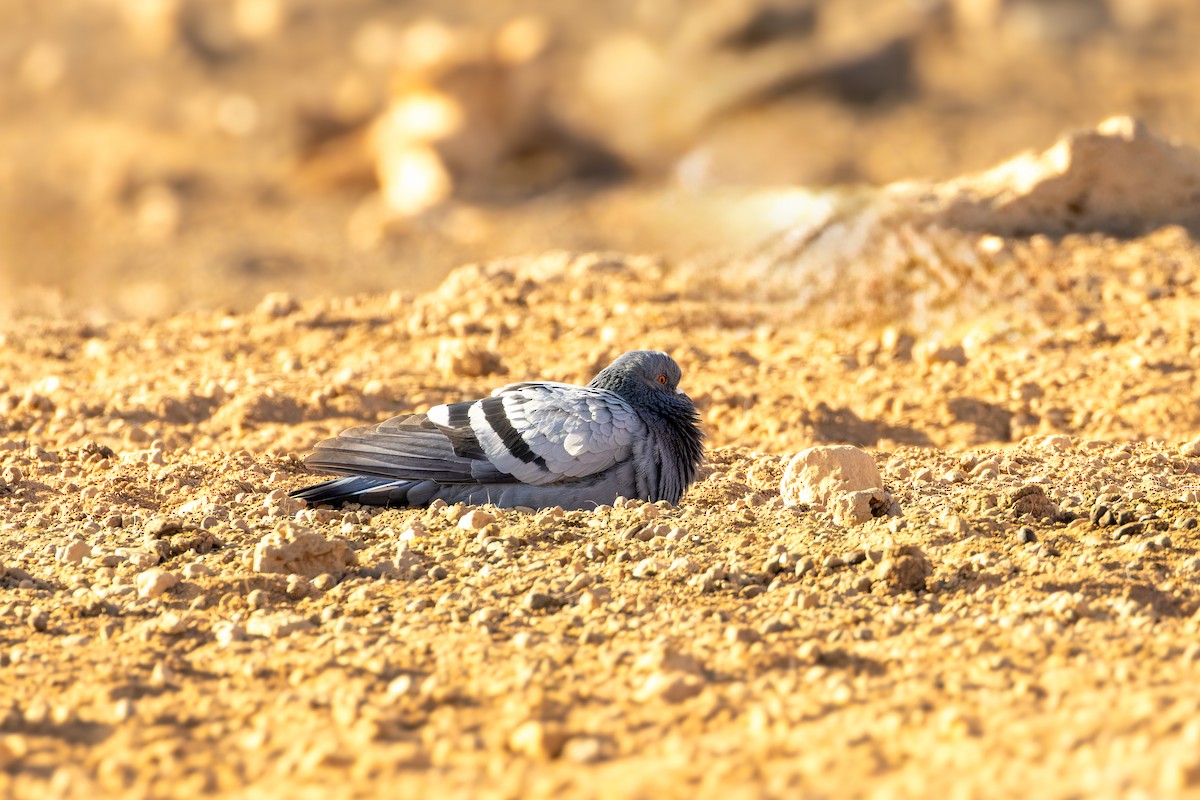 klippedue - ML646848965