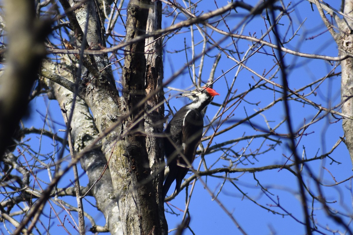 hvitbrynsvartspett - ML646848966