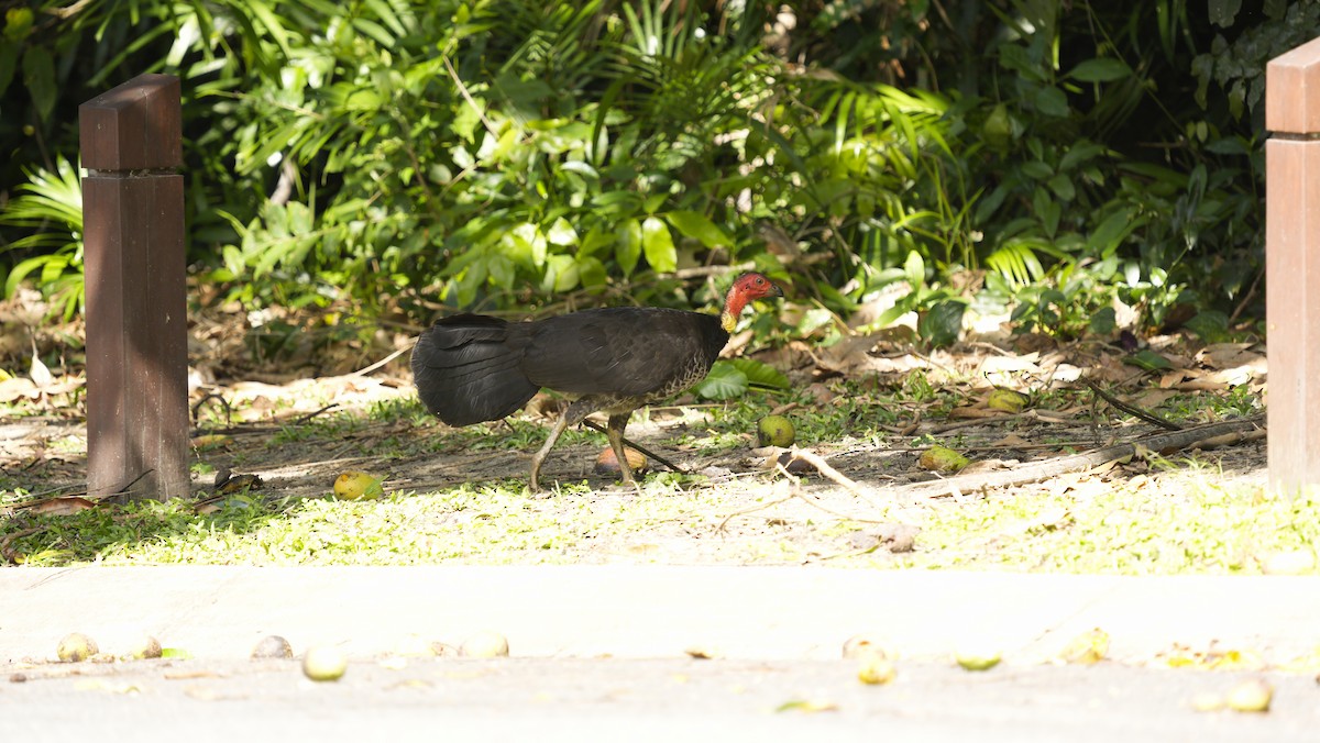 klaveovnhøne - ML646848967