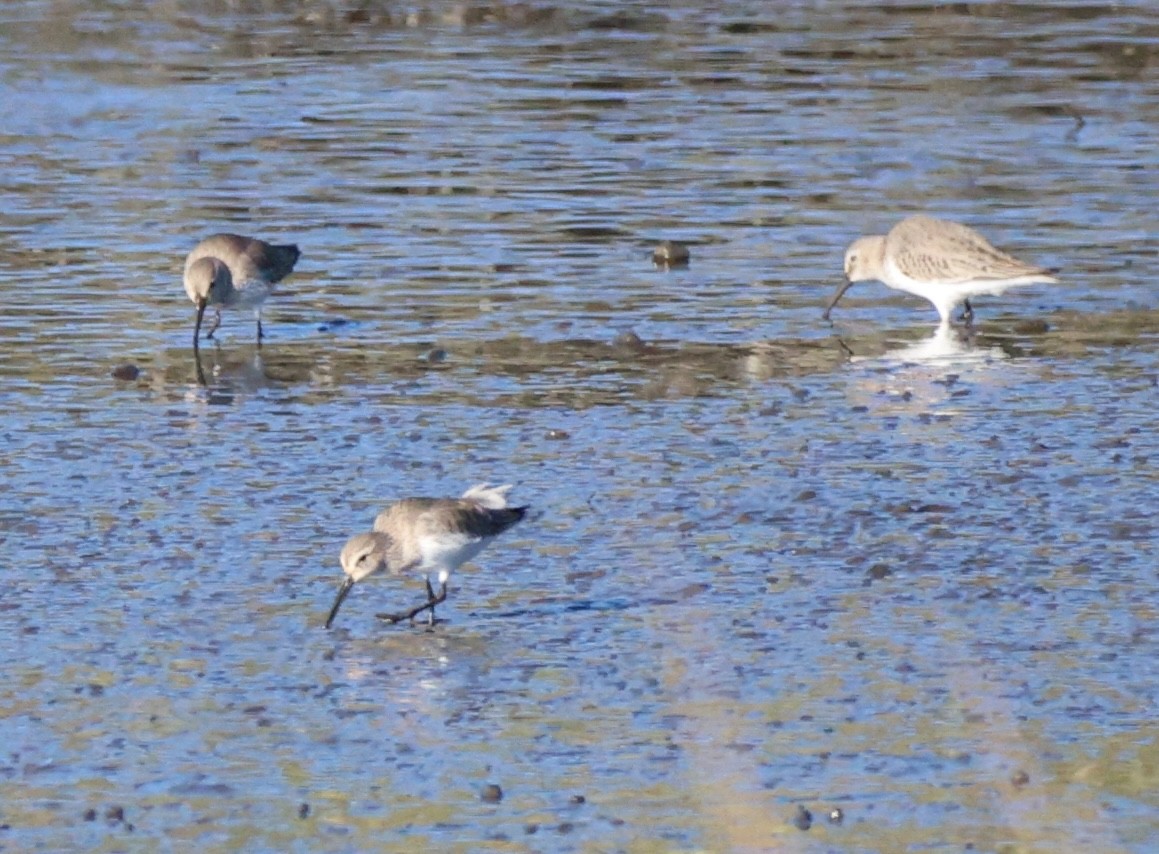 myrsnipe - ML646848969