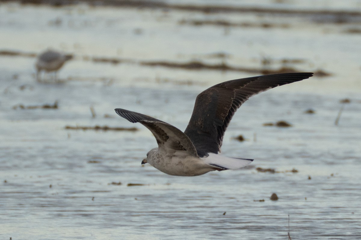 sildemåke (intermedius) - ML646848970