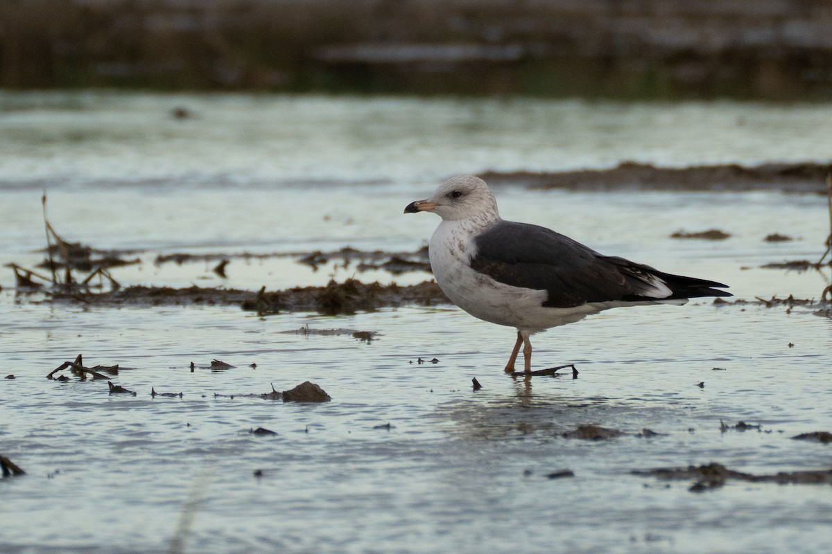 sildemåke (intermedius) - ML646848971