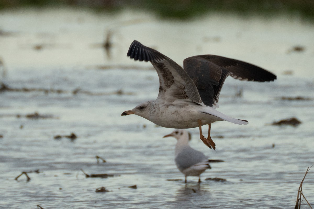 sildemåke (intermedius) - ML646848972