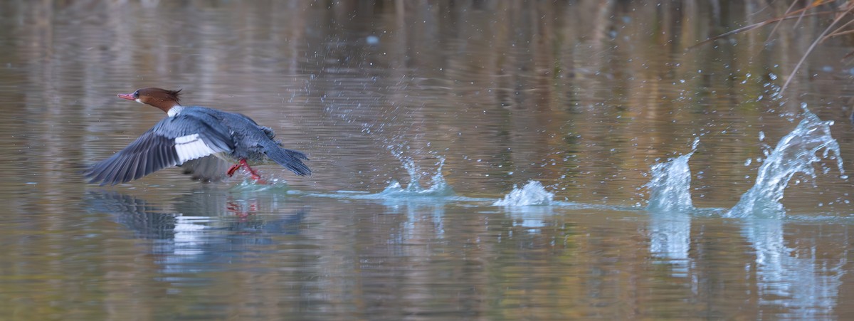 laksand - ML646848974