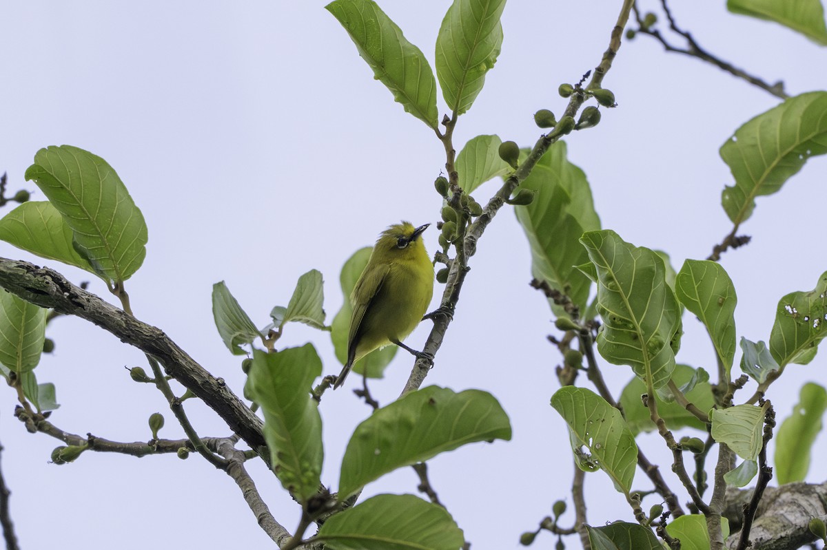 gulbrillefugl - ML646848975