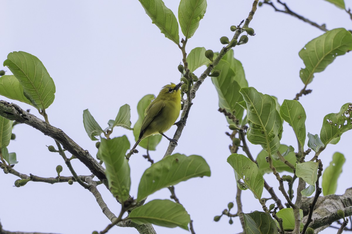 gulbrillefugl - ML646848976