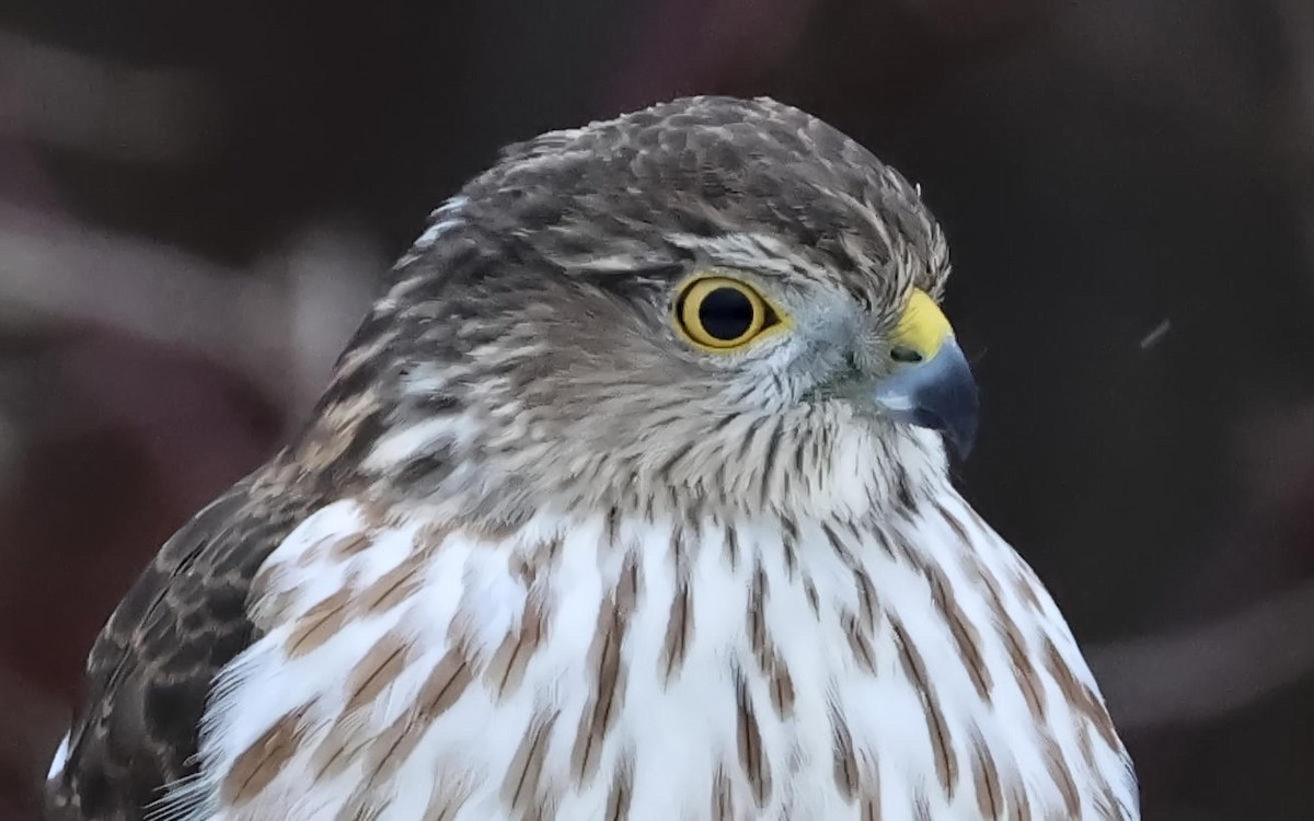 parulahauk - ML646848979