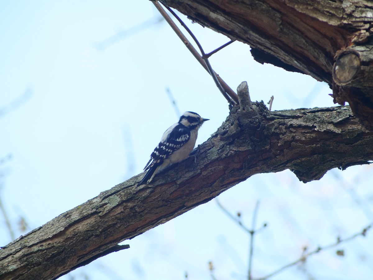 Downy Woodpecker - ML646848984