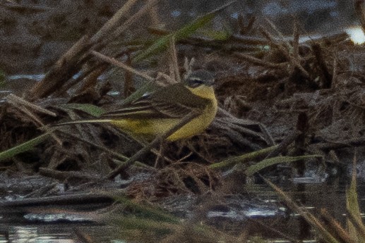 Western Yellow Wagtail - ML646848985