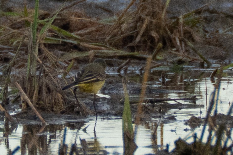 Western Yellow Wagtail - ML646848986