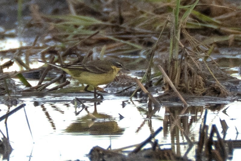 Western Yellow Wagtail - ML646848987