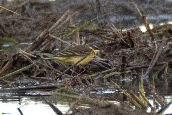 Western Yellow Wagtail - ML646848988