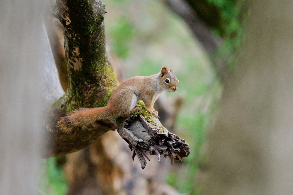 Écureuil roux américain - ML646848989