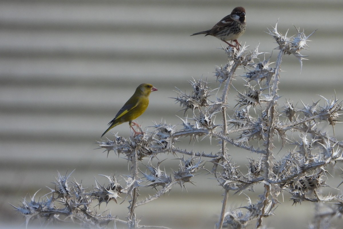 European Greenfinch - ML646848990