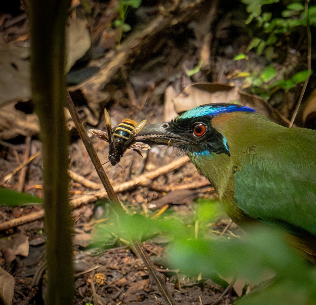 Whooping Motmot - ML646848998