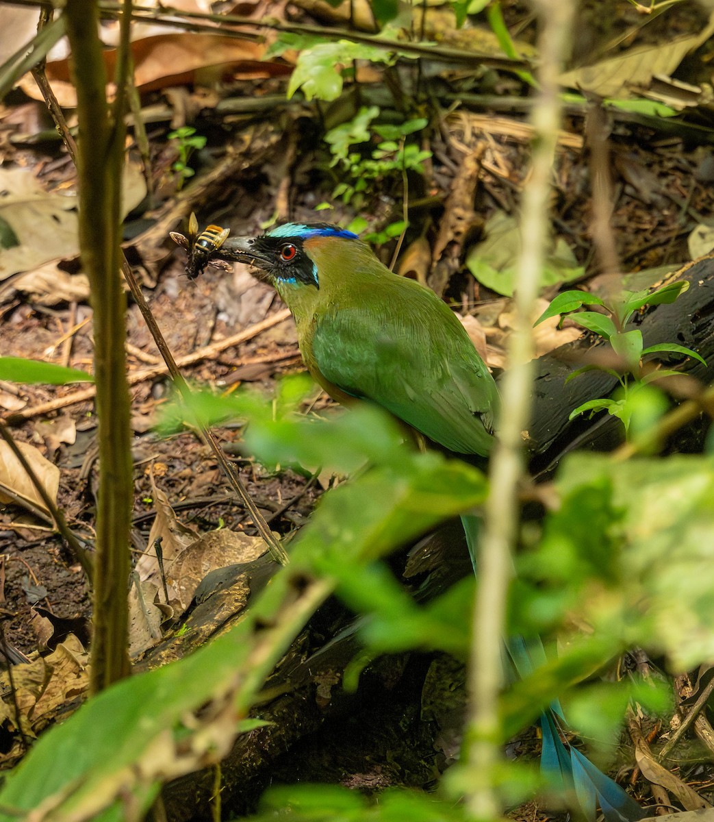 Whooping Motmot - ML646848999