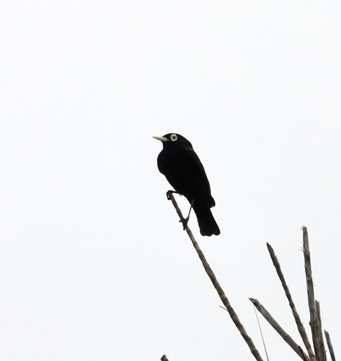 brilletyrann - ML646849005