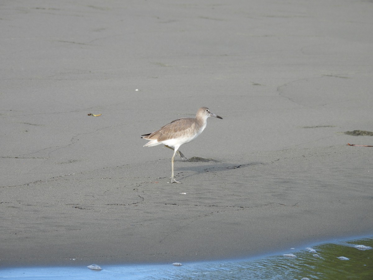 Schlammtreter - ML646849006