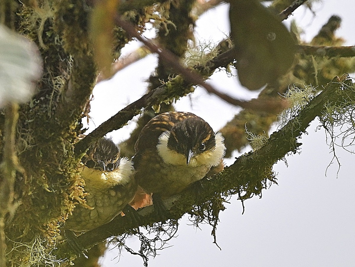 Андский гусар - ML646849019