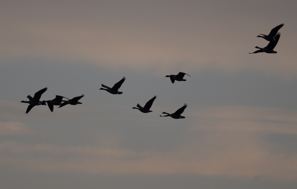 Kanada Kazı - ML646849024