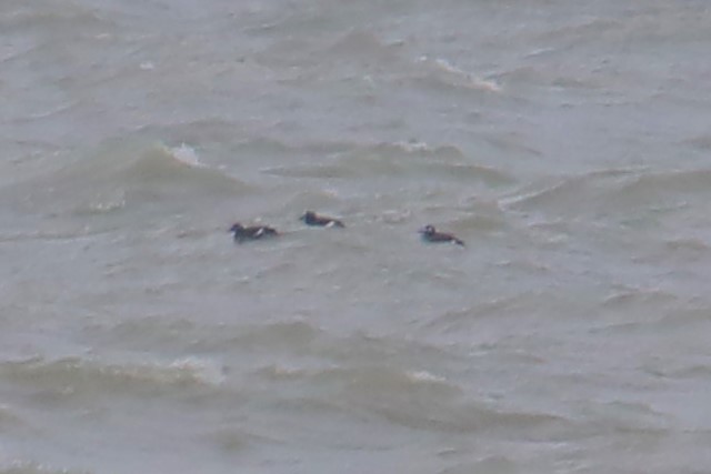 White-winged Scoter - ML646849025