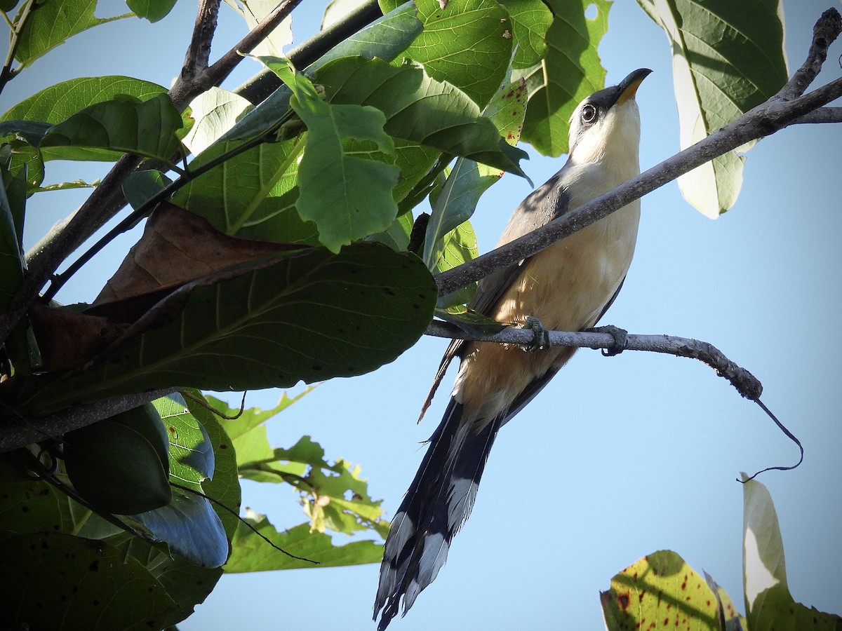 Мангровая пиайя - ML646849029