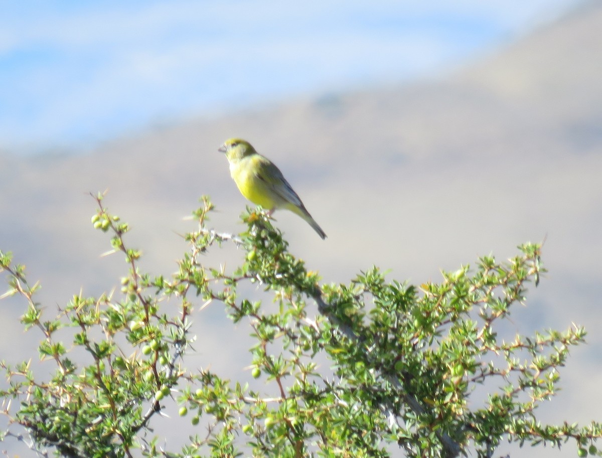 Patagonian Yellow-Finch - ML646849031