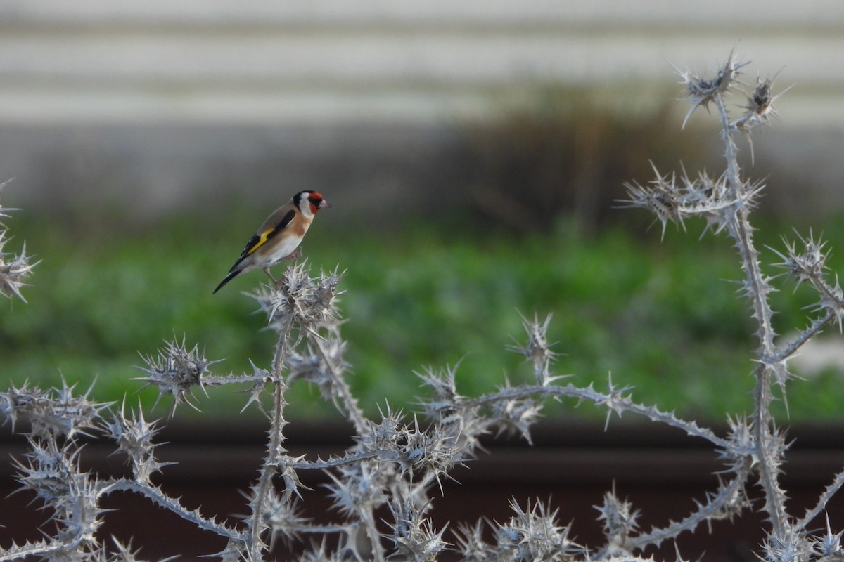 Cardellino - ML646849037