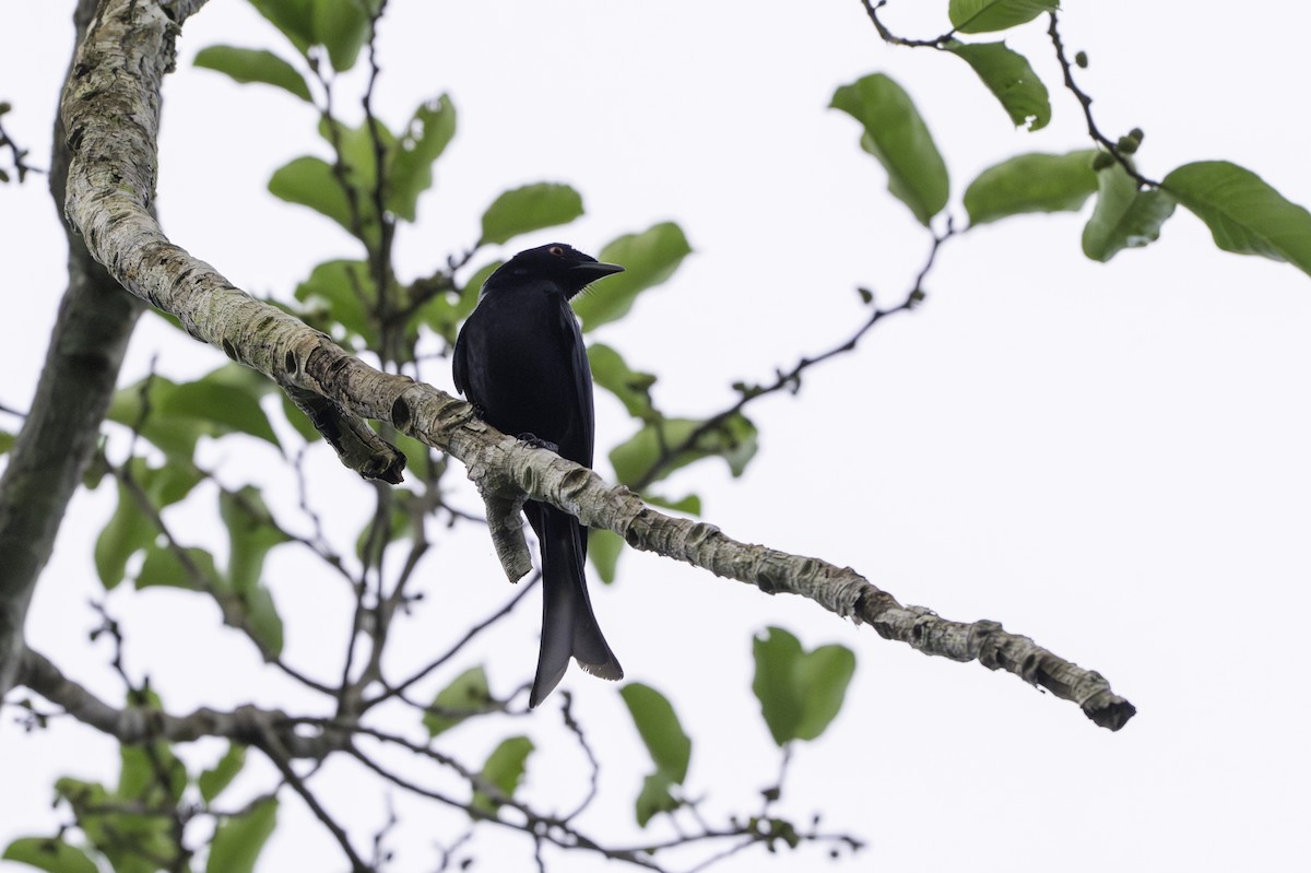 Velvet-mantled Drongo - ML646849053