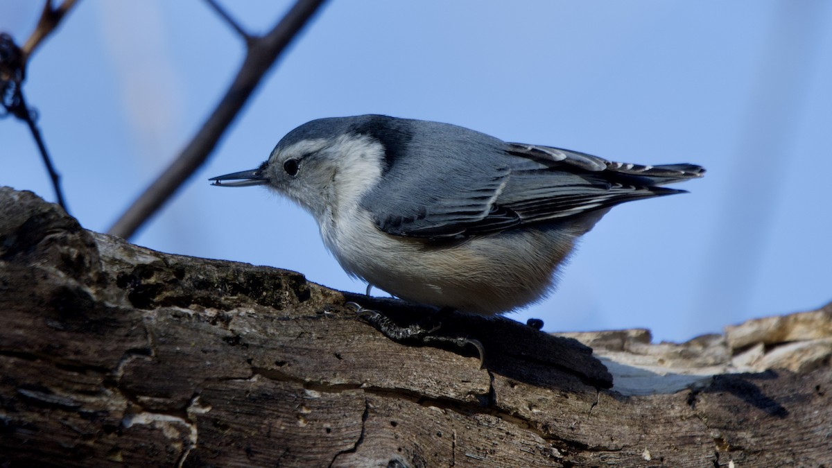 hvitbrystspettmeis - ML646849057