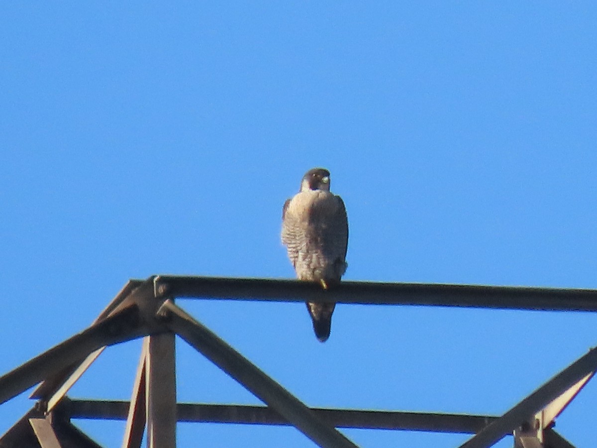 Peregrine Falcon - ML646849058