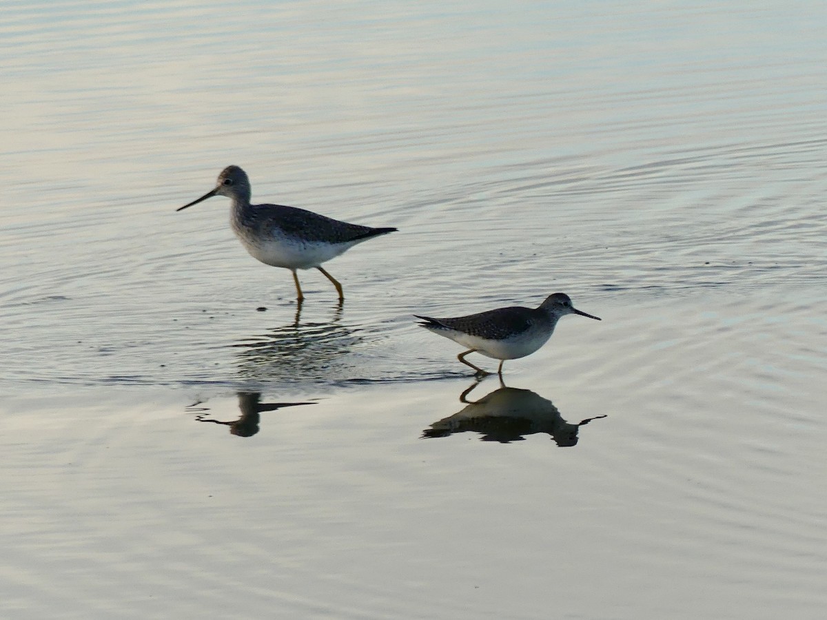 Petit Chevalier - ML646849059